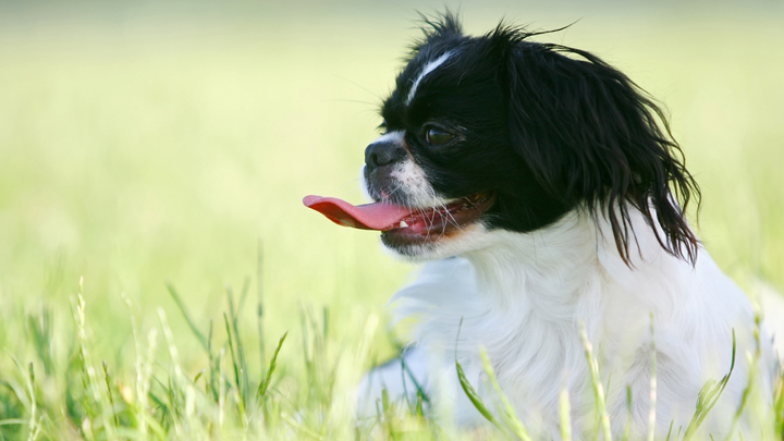 © depositphotos.com / dellfoto